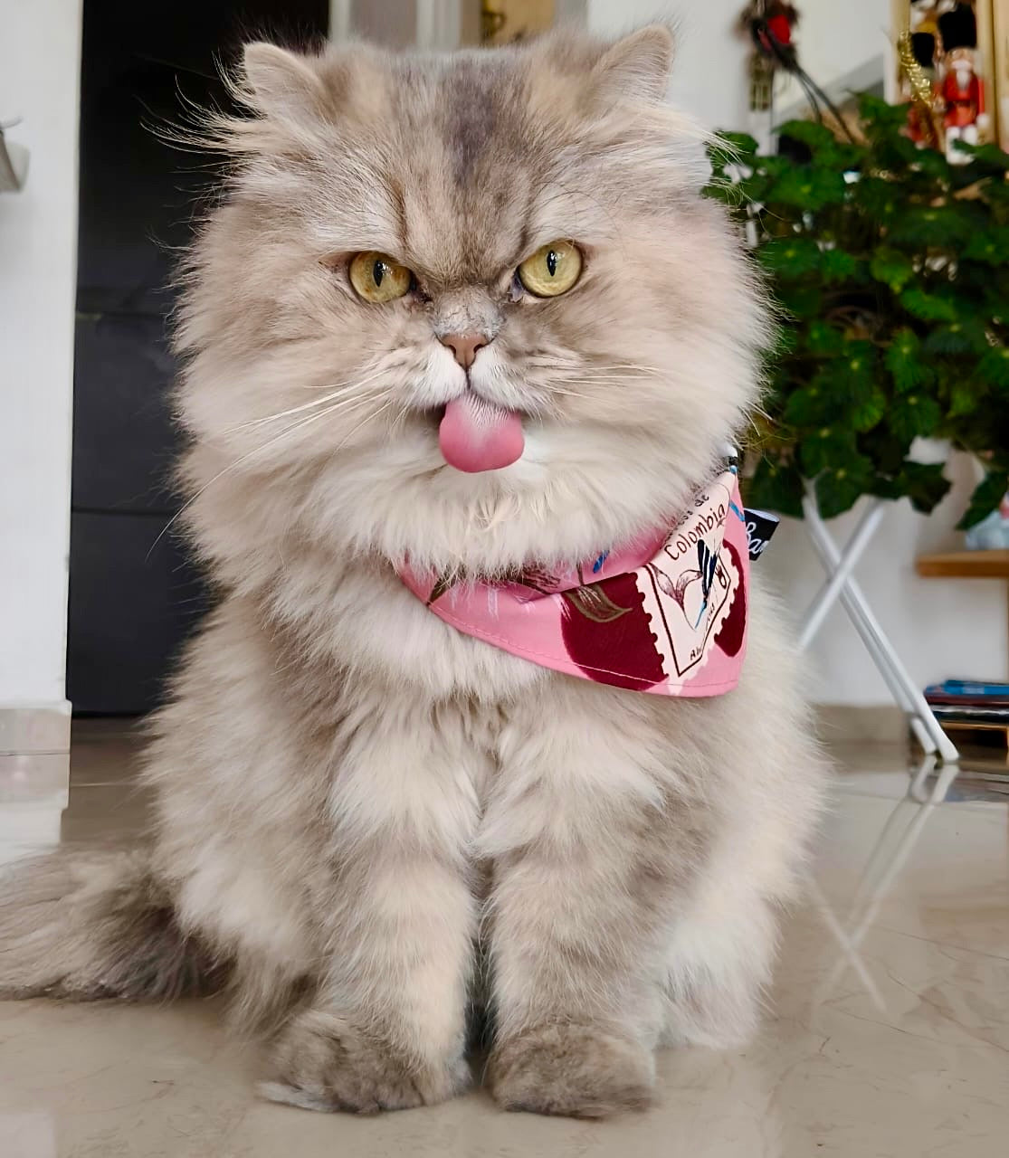 Pañoleta para Mascotas