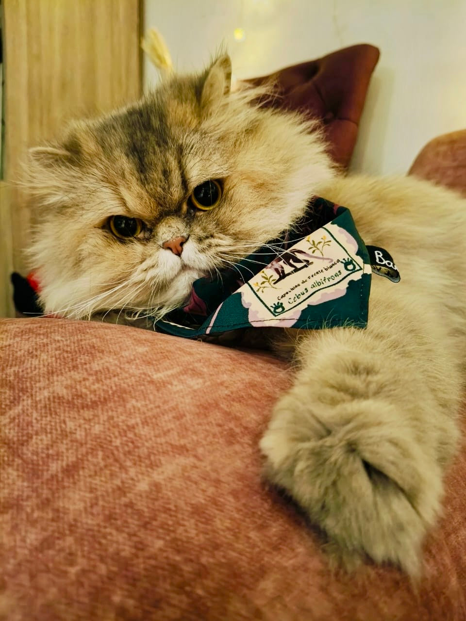 Pañoleta para Mascotas