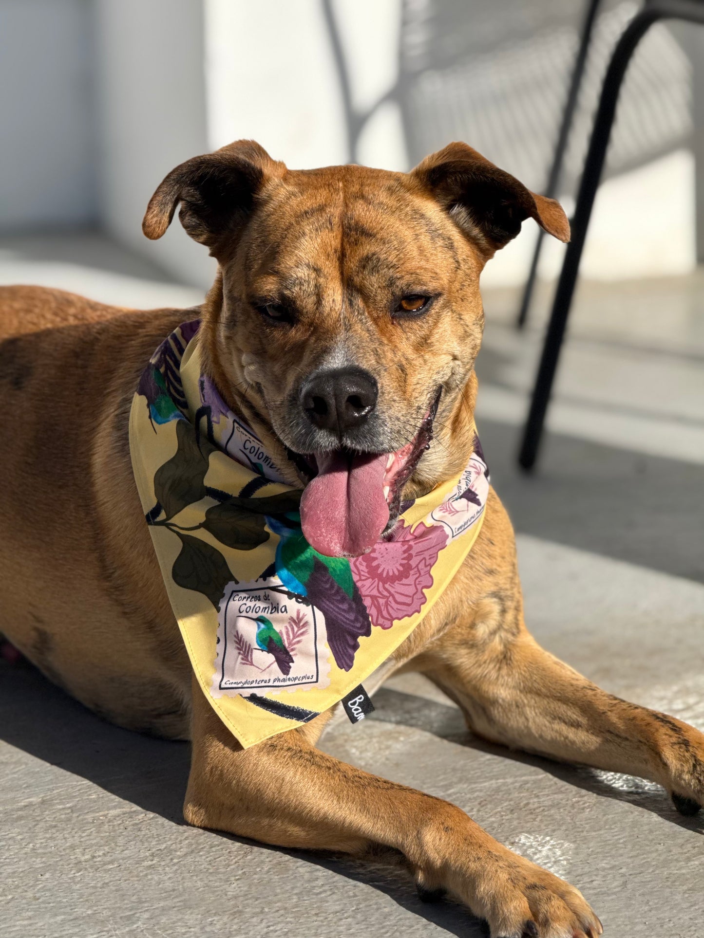 Pañoleta para Mascotas