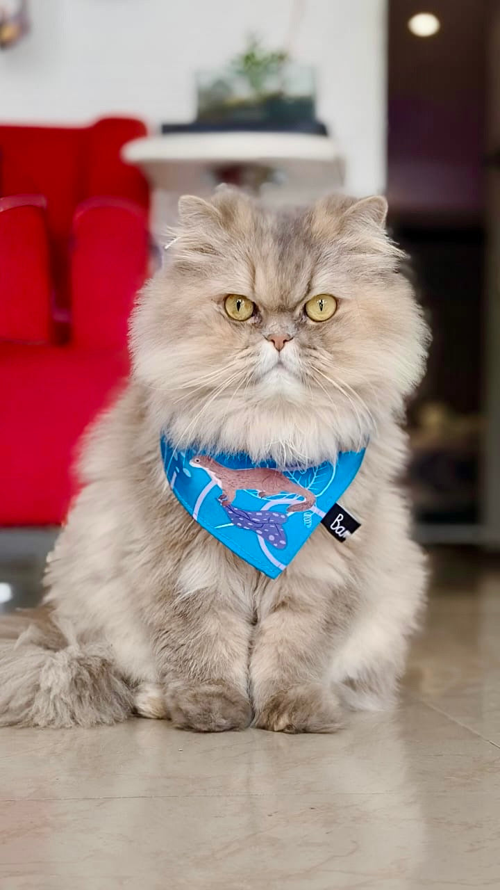 Pañoleta para Mascotas