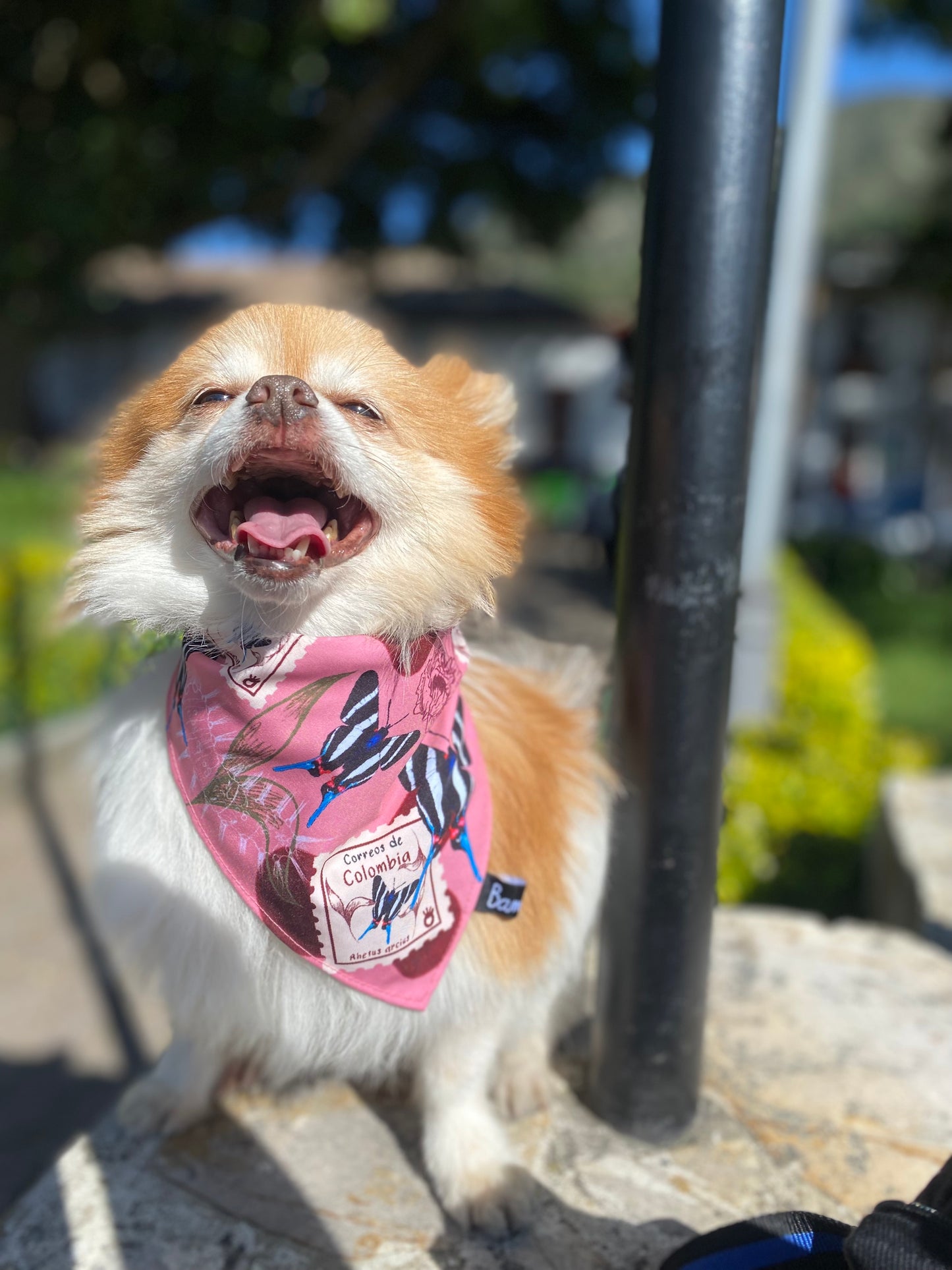 Pañoleta para Mascotas