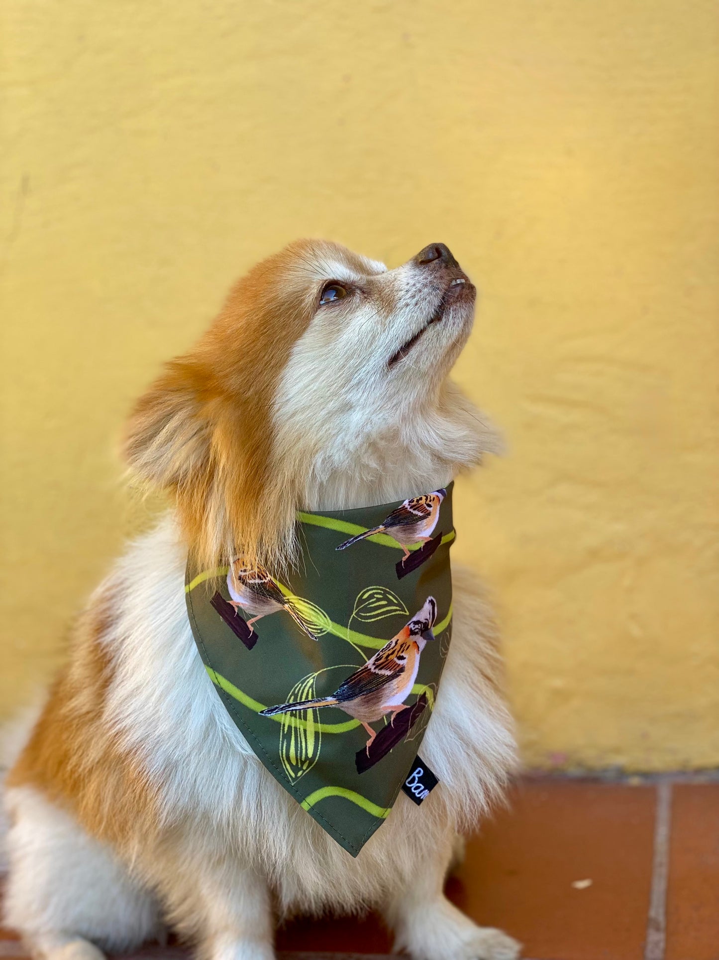 Pañoleta para Mascotas