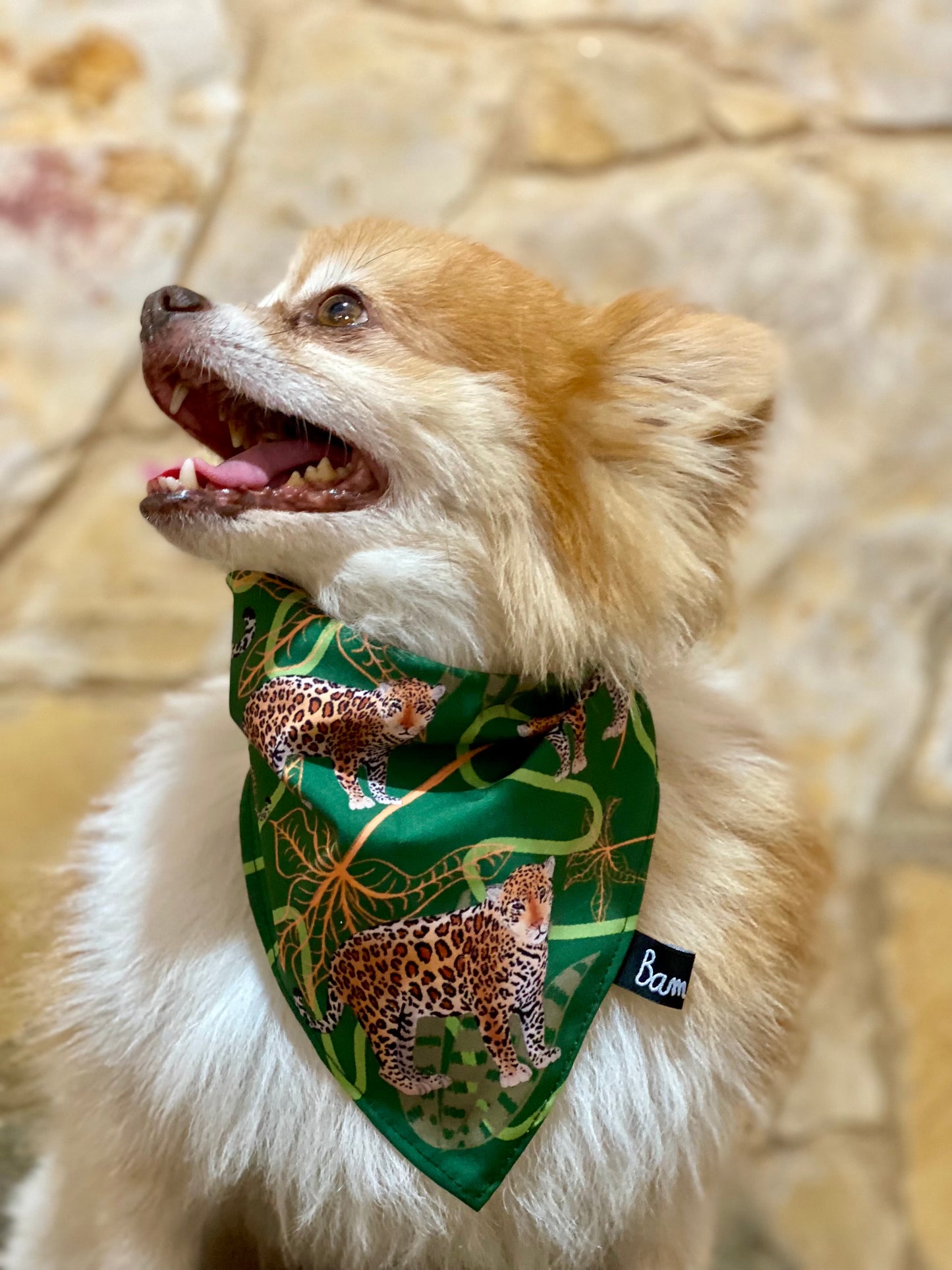 Pañoleta para Mascotas