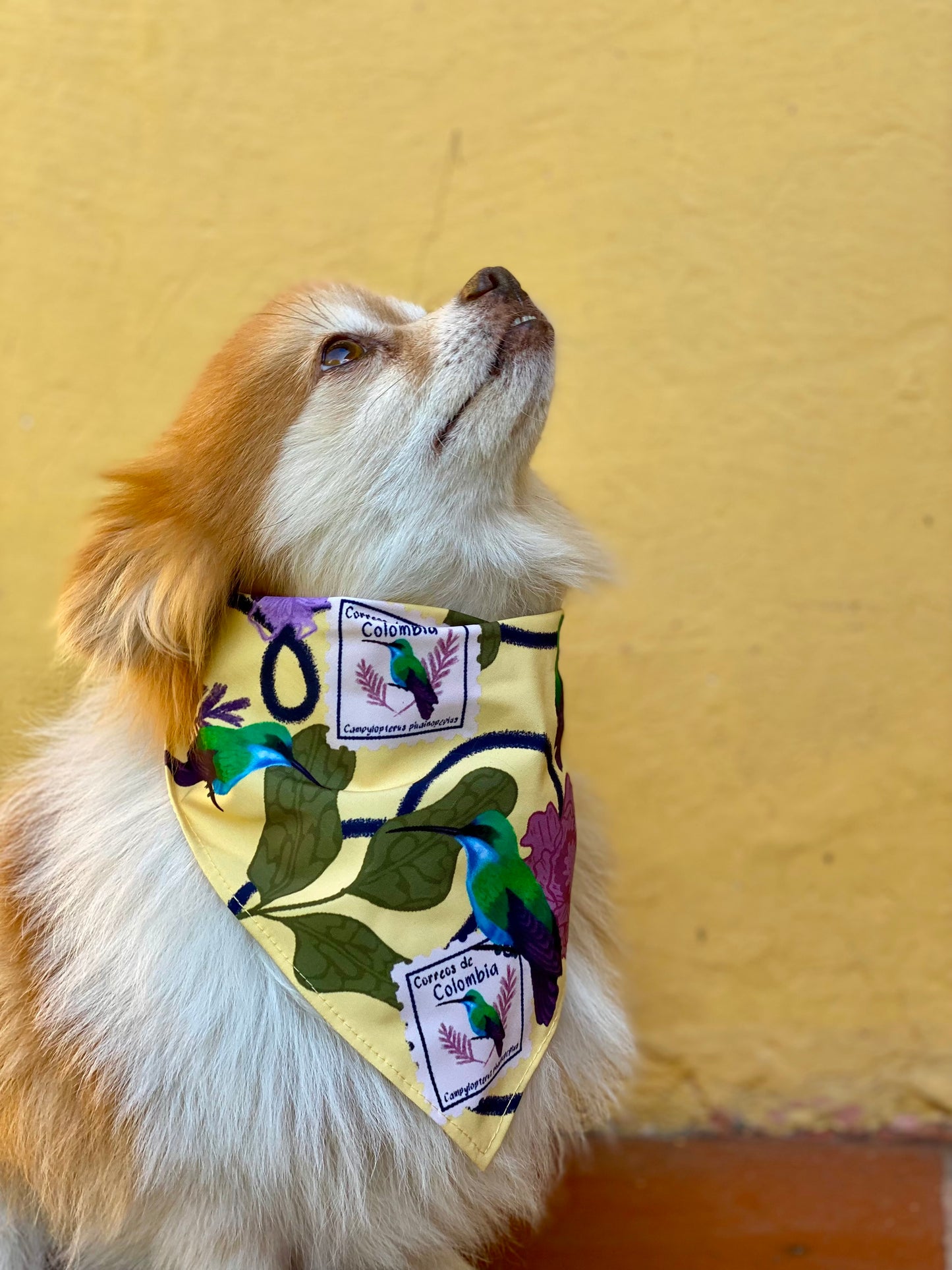 Pañoleta para Mascotas