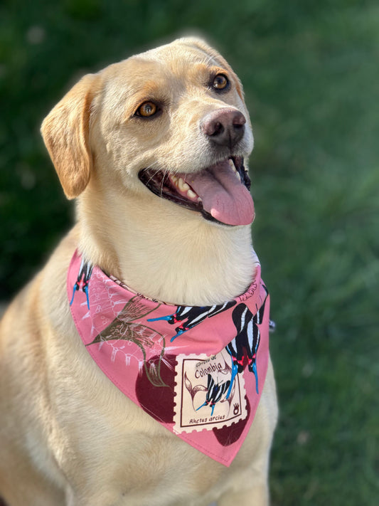 Pañoleta para Mascotas